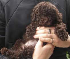 Please enter your email and password log in credentials to start streaming movies and tv series from disney+ streaming. Valley View Dog Breeders Customer Testimonials