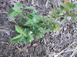 Image result for Phaulopsis sangana