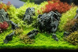 Aquascaping with the use of live rock in a saltwater aquarium is an ideal way to upgrade the look of your tank and give the foundation for an effective marine aquarium. Aquascaping Tetra Advanced Fishkeeper Blog