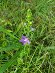 Image result for Tridactyle filifolia