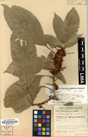 Image result for Cola mossambicensis