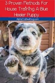 All puppies have had their dew claws removed, have been wormed and have. 3 Proven Methods For House Training A Blue Heeler Puppy Alpha Trained Dog