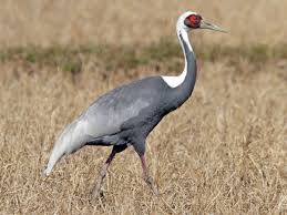 Grey Bird With White Stripes On Wings Pin On Cranes Of The World