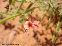 Image result for Indigofera colutea