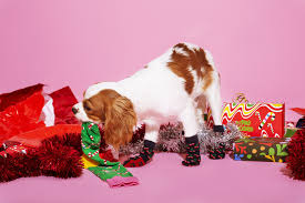 These products place a pet's comfort as the highest priority and ensure the safety of the pet. Happy Socks Dog Socks Popsugar Pets