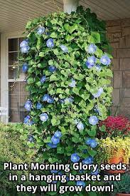 Pin By Jennifer Kostas On Garden Plants Morning Glory Flowers Garden Projects