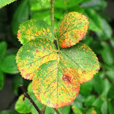 In the fall the winter spores are produced. Rust On The Leaves Of Roses Than To Treat Why Rust Rose Leaves