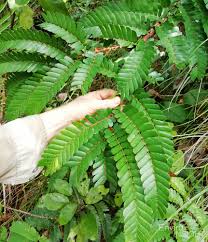 Image result for Aphanocalyx richardsiae