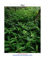 Image result for Pilea sublucens