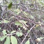 Image result for Grewia holstii