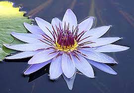 Pin On Water Lilies