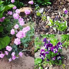 Vergissmeinnicht Wild Im Garten Gestreut Stiefmutterchen Wild Im Garten Gestreut Nelken Dianthus Selbst Gepflanzt Pflanzen Gartenliebe Garten