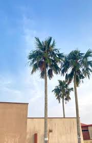 Image result for Borassus aethiopum