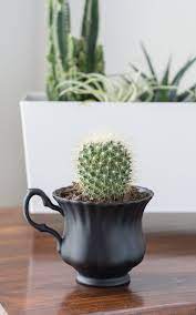 Learn how to grow great and healthy cactus plants indoors, including tips for both desert cacti and the forest cacti. Pin On Creative Diy Unique Projects
