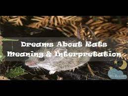 73 Dreams About Rats Meaning Interpretation Dream Meanings Meant To Be Interpretation
