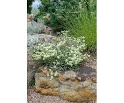 Image result for Cycnium jamesii