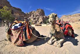 Saudi arabia man drinks camel urine! Saudi Authorities Close Down Shop Selling Camel Urine Drinks In Al Qunfudhah Daily Mail Online