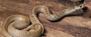 Midland Brownsnake Missouri Department Of Conservation
