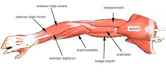 The upper arm is located between the shoulder joint and elbow joint. Carolina Bodybuilding Carolina Bodybuilding