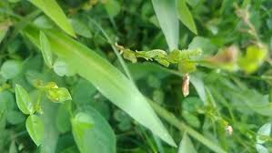 Image result for Zornia glochidiata