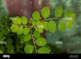 Image result for Phyllanthus tenellus