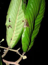 Image result for Tetracera