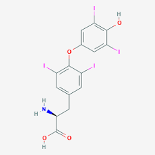 When hair loss does occur with synthroid, it's generally partial (affecting just patches on your scalp, rather than your entire scalp). Levothyroxine C15h11i4no4 Pubchem