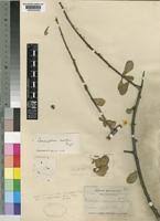 Image result for Commiphora viminea