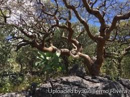 Image result for Cyphostemma tenuissimum