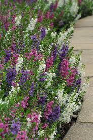 Image result for Angelonia