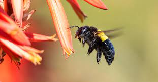 In a bee vs mammal fight the bees are a nest and the crucial issues are protecting the hive and protecting the queen. Carpenter Bee Sting Identifying Treating Preventing