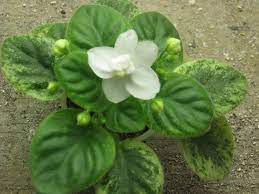 Items Similar To African Violet Live Plant Midget Snowdrop Pretty White Violet Starter Now Shipping To California On Et African Violets Plants Live Plants