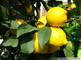 Bigaradier Citronnier Mandarinier Oranger Pamplemoussier Clementinier Planter Cultiver Recolter