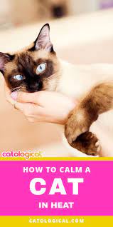 How To Calm A Cat In Heat Cat In Heat Cat Care Cats