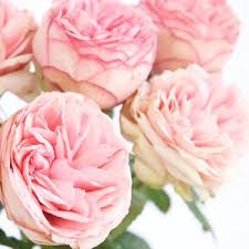 Peonies enjoy plenty of companion plants, including alliums, bearded irises (iris germanica), siberian irises (iris siberica), columbines (aquilegia), spring bulbs, roses and small shrubs and trees. Peony Rose Bridal Piano Peony Rose Peonies Blush Wedding Flowers