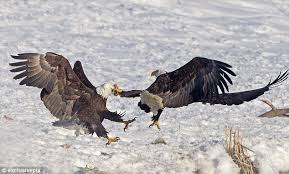 Karate Chop Every Winter Flocks Of Bald Eagles Gather Along The Great Salt Lake Where There Is Plenty Of Carp To Eat In Fresh Bald Eagle Eagles Dead Fish