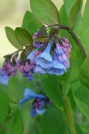 Spring flowers pop from late february through the first weeks of june. 17 Native Illinois Plants For Shady Yards Ideas Plants Woodland Garden Native Plants