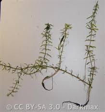 Image result for Hydrilla verticillata