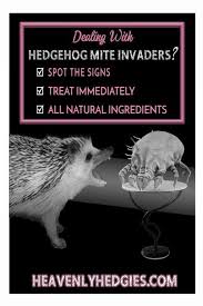 Hedgehog Mites Home Remedy Hedgehog Pet Hedgehog Hedgehog Cage