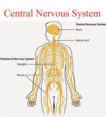 Nervous System Yahoo Image Search Results Central Nervous System Peripheral Nervous System Nervous System Anatomy