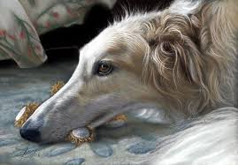 86 odnoklassniki portrety domashnih zhivotnyh sobache iskusstvo tovary dlya zhivotnyh