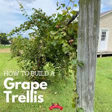 Let's look at some awesome grape i really like this backyard grape trellis. How To Build A Grape Trellis The Kitchen Garten