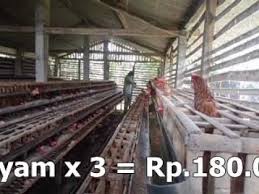 Maybe you would like to learn more about one of these? Ayam Petelur Youtube