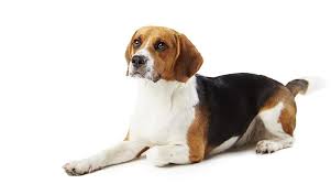 Our dog breeder directory is the ultimate source of listings for breeders in north america. Beagle Price How Much Is This Popular Breed My Dog S Name