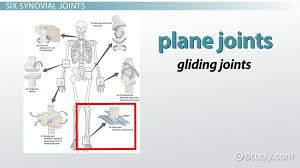 Label the origin and insertion points on the diagram below and complete the following statement: Synovial Joint Types Movements Structure What Are Synovial Joints Video Lesson Transcript Study Com