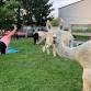 Adult Yogapaca | Yoga with Alpacas
