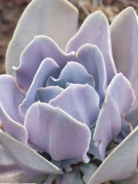 We did not find results for: Https Www Gob Mx Cms Uploads Attachment File 251839 Ornamentales Digital Pdf