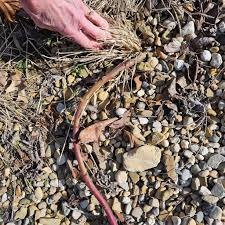 My hydrangea pergola garden.
