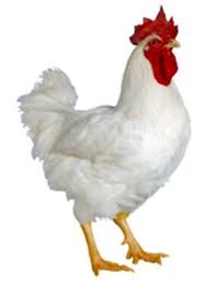 Terkeren 22 Gambar Ayam Betina Dan Jantan Unduh Gambar Gambar Gratis Yang Menakjubkan Tentang Ayam Jantan Belajar Mewarnai Gamb Ayam Betina Ayam Jantan Ayam