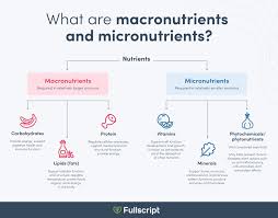Nine macronutrients and 11 … What Are Macronutrients And Micronutrients Fullscript